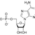 130px-AMP_chemical_structure