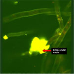 afumbiofilmfluor3