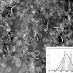 Freeze/fracture image of amphotericin B colloidal dispersion (ABCD) showing the disc-like structures