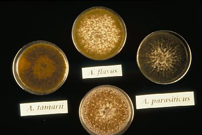 fig_isolates_A_flavus_grp