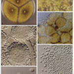 Aspergillus_chevalieri