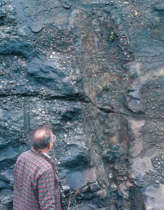 Giant Devonian fossil