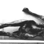 A photograph of the mummified body of the Tyrolean Iceman
