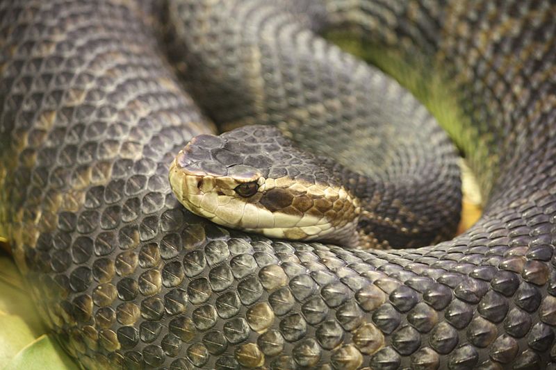 A Cottonmouth Snake