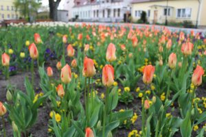 Spring-Flowers-Flower-Bed-Spring-Flowers-Tulips