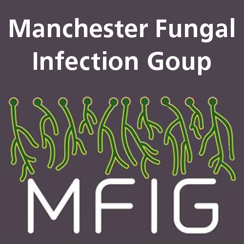 Add title Methionine synthase, a promising drug target candidate, being evaluated in Manchester It is unbelievable that as of today there are only three classes of antifungal drugs in clinical use for deep infections: azoles, polyenes (amphotericin-B) and echinocandins (four, if we count flucytosine). These drugs have been paramount in the fight against fungal infections and have saved many, many lives. However, their use is becoming restricted due to the surge in resistant isolates. Therefore, it is clear that new antifungal drugs are urgently needed. There is hope, nevertheless, as various antifungal drugs are currently being evaluated in clinical trials. The scientific, physician and patient communities are excited about the revolution that these new treatments will have on the management of infections. We believe that this should become a trend and novel drugs, particularly with novel mechanisms of action, should be constantly under development. In the Manchester Fungal Infection Group we have recently characterised a promising new target candidate for drug development: methionine synthase. This protein is known to be essential for various fungal pathogens (including Aspergillus fumigatus, Candida albicans and Cryptococcus neoformans), which means that these fungi cannot live without it… at least in our petri dishes in the laboratory. However, if we aim to develop a new drug to target it, we need to be sure that inactivating methionine synthase will inhibit fungal growth inside a human body. In addition, it is important to understand the mechanism of action, as this may help to prepare for and mitigate the development of antifungal resistance against the new drug. These are the questions we have addressed in our recent study. As it can be inferred from its name, methionine synthase forms methionine, one of the proteinogenic amino acids. It was expected that if we supplemented methionine to the fungi, we could be able to inactivate methionine synthase and they should be able to grow. But that was not the case, and is the reason why we call this protein “essential”. The question was, why is it essential? In our recent study we have taken quite a few different approaches to finally disclose that, when methionine synthase activity is blocked, there is a metabolic imbalance that causes a reduction in cell energetics. So, basically, the fungal cells cannot produce the energy they need and just stop growing. This is useful information that will help to decide the best treatment courses and combinations to prevent the development of resistance. In addition, we have optimised a genetic system to mimic drug treatment in a living model of infection. Using this model, we have been able to show that targeting methionine synthase in an established infection confers a beneficial effect on the outcome. Therefore, we could conclude that targeting methionine synthase is a suitable strategy to treat aspergillosis infection. In conclusion, we have validated methionine synthase as a promising target for the development of new antifungals. We will work now towards that aim. Scott J, Sueiro-Olivares M, Thornton BP, Owens RA, Muhamadali H, Fortune-Grant R, Thomson D, Thomas R, Hollywood K, Doyle S, Goodacre R, Tabernero L, Bignell E, Amich J. 2020. Targeting methionine synthase in a fungal pathogen causes a metabolic imbalance that impacts cell energetics, growth, and virulence. mBio 11:e01985-20. https://doi.org/10.1128/mBio.01985-20. Dr Jorge Amich | MRC Career Development Fellow Manchester Fungal Infection Group (MFIG)